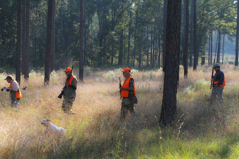 They form a line and follow the dogs. 