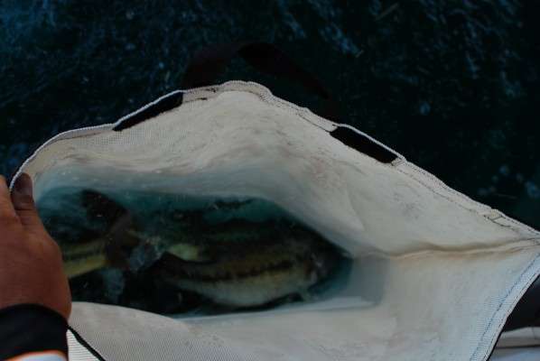 <p>
	These lively bass splashed water on the camera.</p>
