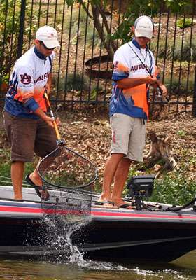 The team was catching several fish but having a difficult time improving the weight they had in the livewell. 