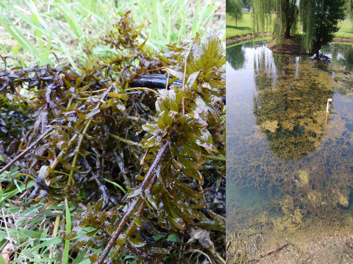 Egeria (Egeria densa)
Masquerading under the false name Brazilian elodea, the invasive Egeria can look like hydrilla on steroids. A good way to tell the two apart is to look for âteethâ along the leaves. Hydrilla has the teeth, while Brazilian elodea appears smooth. The thick stem and robust leaves of this plant make it hard to fish, but fishing a swimbait or buzzbait along its edges can produce in early summer.